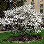 Royal Star Magnolia Tree Blooming has white flowers