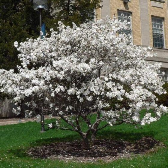 Royal Star Magnolia for Sale Garden Goods Direct