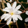 Close up of a single Magnolia Royal Star Blossom