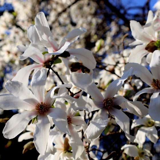 Royal Star Magnolia for Sale Garden Goods Direct