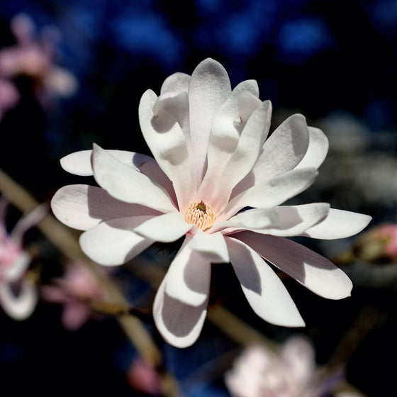 Royal Star Magnolia for Sale Garden Goods Direct