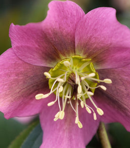 Helleborus Royal Heritage