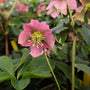 Dense evergreen foliage of Helleborus ‘Royal Heritage’ with glossy, leathery leaves beneath winter blooms.