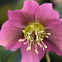 close up photo of royal heritage helleborus early spring bloom