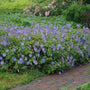Geranium Rozanne blooming as a long-season hardy geranium in a mixed perennial border