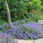 Hardy Geranium Rozanne used as a flowering groundcover along a garden walkway