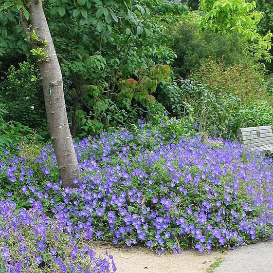 Hardy Geranium Rozanne used as a flowering groundcover along a garden walkway