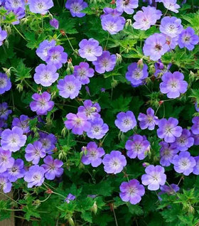 Rozanne Geranium