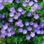 Rozanne Geranium with violet-blue flowers, white centers, and green foliage blooming in a sunny perennial border