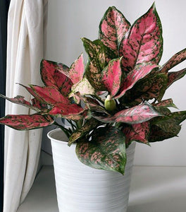 Ruby Chinese Evergreen