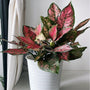Ruby Chinese Evergreen in a decorative indoor planter near filtered window light, showing pink and green foliage in a modern room