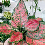 Close-up of Ruby Chinese Evergreen leaves showing glossy texture with ruby pink splashes and deep green margins