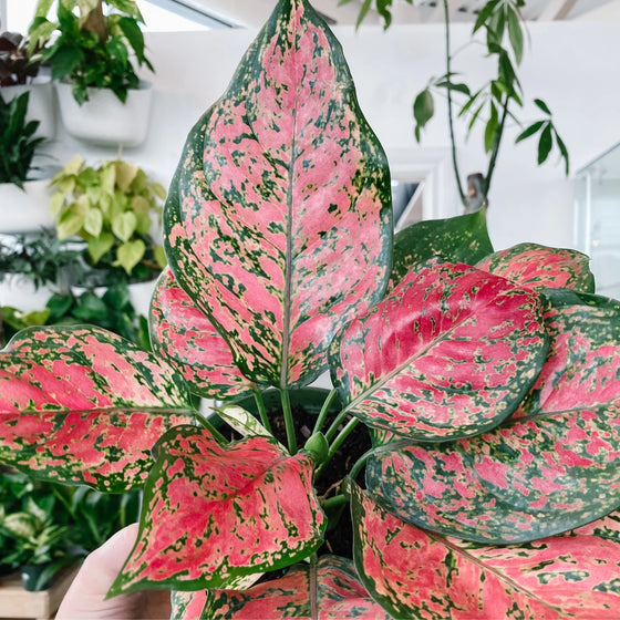 Close-up of Ruby Chinese Evergreen leaves showing glossy texture with ruby pink splashes and deep green margins
