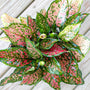 Ruby Chinese Evergreen styled on a plant stand in a bright bedroom corner, adding warm pink foliage and tropical color