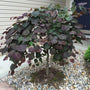 Ruby Falls Weeping Redbud Tree dark burgundy leaves