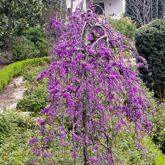 Ruby Falls Redbud Tree for Sale Garden Goods Direct