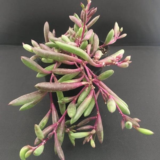 Othonna Ruby Necklace succulent plant has purple and green cascading foliage