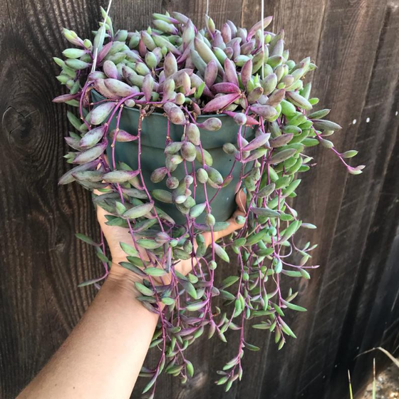 ruby necklace plant in a green nursery pot