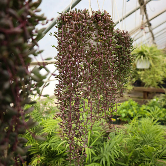 succulent with magenta flowers Buy Ruby Necklace Plant Online | Succulent