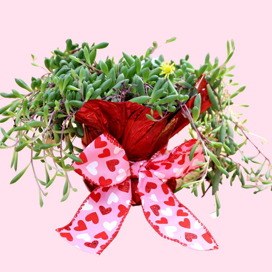 ruby necklace succulent valentines day gift