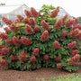 Hydrangea Ruby Slippers with ruby red mature flowers and large dark green oakleaf-shaped leaves