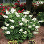 Hydrangea Ruby Slippers with newly emerged white flowers and large green foliage