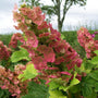 Close up of Hydrangea Ruby Slippers aging to ruby red in the fall