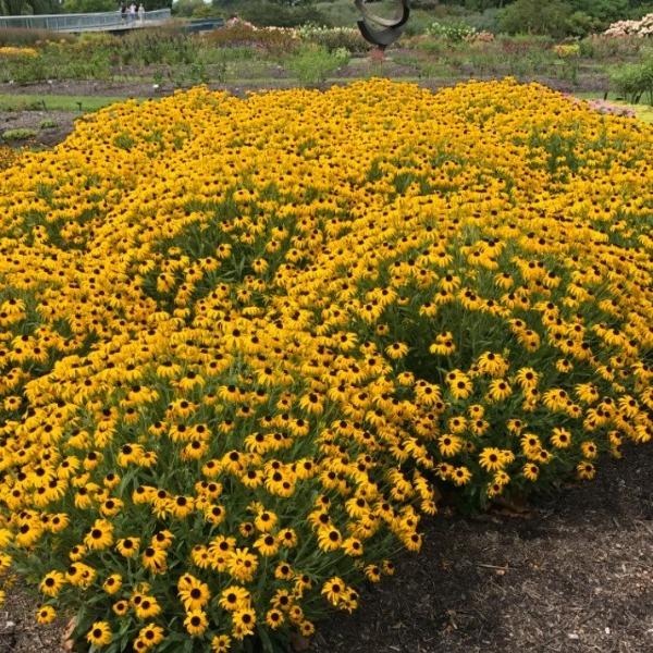 American Gold Rush Black Eyed Susan with golden-yellow flowers and dark center cones blooming in a sunny garden