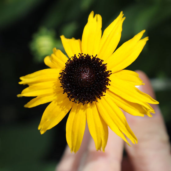 2023 perennial plant of the year