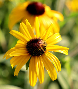 Rudbeckia American Gold Rush