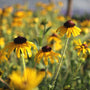 Rudbeckia 'American Gold Rush' has long lasting blooms throughout summer into fall