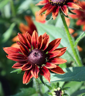 Rudbeckia Cherry Brandy