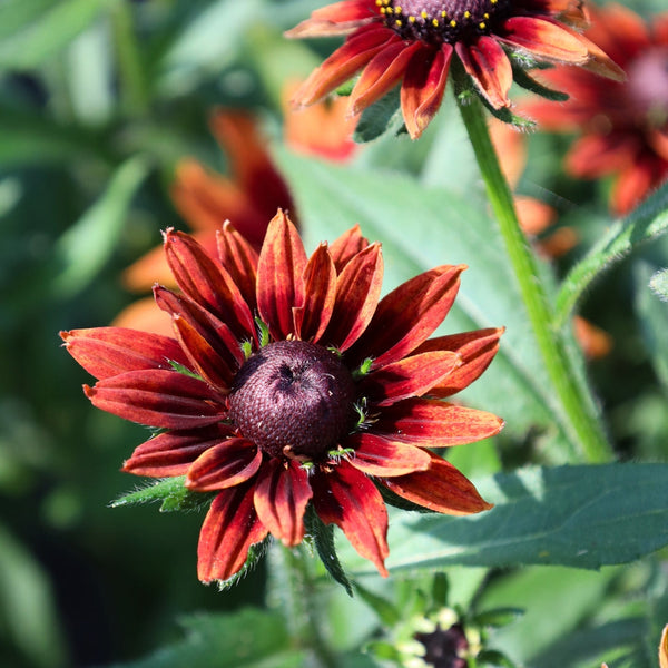Rudbeckia cherry brandy hotsell