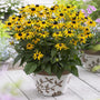 Dwarf Black-Eyed Susan growing in a container with bright yellow summer blooms