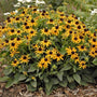 Rudbeckia Little GoldStar blooming with compact golden-yellow flowers above deep green foliage