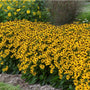 Little Goldstar Black-Eyed Susan with golden-yellow flowers and dark brown cones blooming in a sunny perennial garden