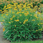 Rudbeckia Viettes Little Suzy perfect form