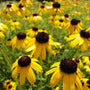close up of the Rudbeckia viettes little suzy's golden-yellow flowers with dark brown centers