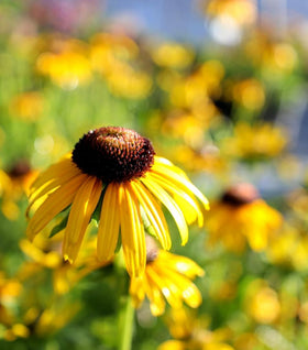 Rudbeckia Viette's Little Suzy