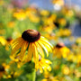 Rudbeckia Viettes Little Suzy yellow flowers
