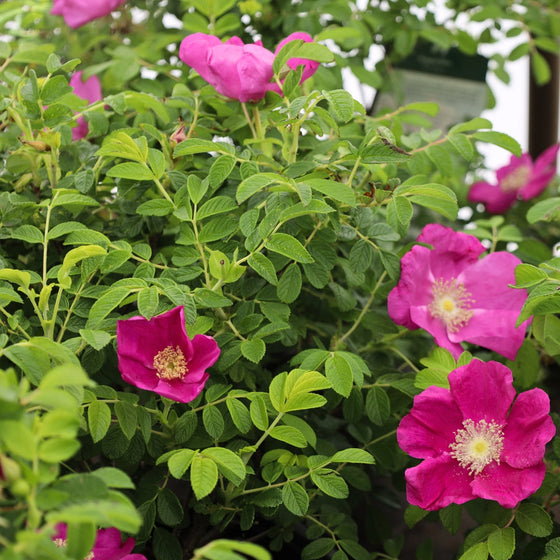 cut flower garden shrubs