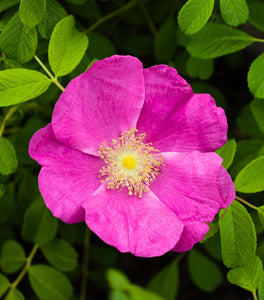 Rugosa Rose