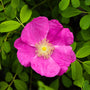 bright pink rugosa rose bush