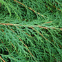 bright green foliage of Russian Cypress Shrub