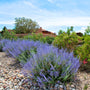 vibrant purple russian sage plants growing in dry rocky landscape