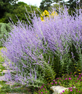 Russian Sage