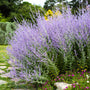 Large mound of Perovskia atriplicifolia (Russian Sage) in a sunny rock garden setting