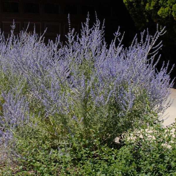 russian house plants Perovskia atriplicifolia (Russian Sage) Quart / Single