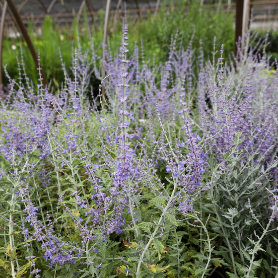 vibrant purple flowering perennial