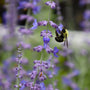 bumble bee on russian sage plant